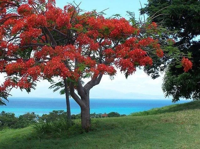 10 Red Flamboyant Tree Seeds - Royal Poinciana Delonix Regia - Fresh Harvest - Image 3