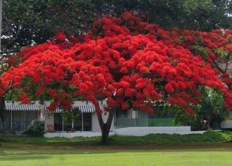 10 Red Flamboyant Tree Seeds - Royal Poinciana Delonix Regia - Fresh Harvest - Image 4