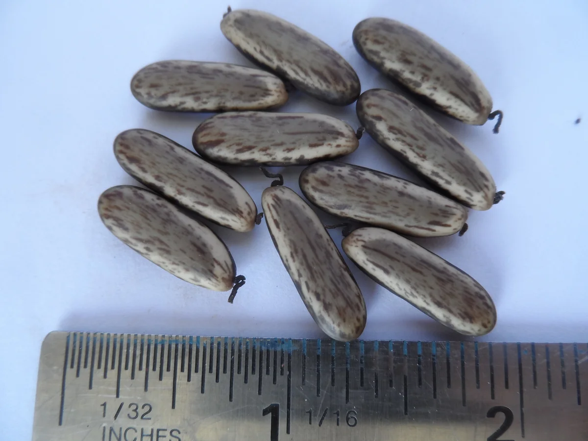 10 Red Flamboyant Tree Seeds - Royal Poinciana Delonix Regia - Fresh Harvest - Image 1