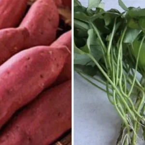 10 Red Japanese Sweet Potato Cuttings - Organic, Ready to Plant Slips - Image 3