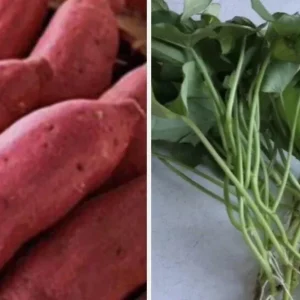 10 Red Japanese Sweet Potato Slips - Well Rooted Live Plants - Easy Grow - Image 3