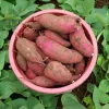 10 Red Japanese Sweet Potato Slips - Well Rooted Live Plants - Easy Grow - Image 1
