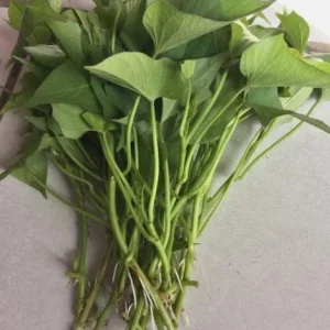 10 Red Japanese Sweet Potato Slips - Well Rooted Live Plants - Easy Grow - Image 5