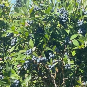 10 Reka Blueberry Starter Plug Live Plant - Vaccinium corymbosum - Image 8