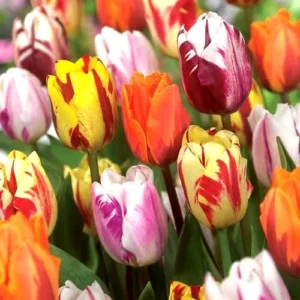 10 Rembrandt Tulip Bulbs Mixed Colors - Easy Grow Perennial Flowers - Image 3