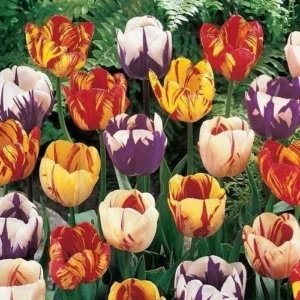 10 Rembrandt Tulip Bulbs Mixed Colors - Easy Grow Perennial Flowers - Image 5