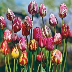 10 Rembrandt Tulip Bulbs Mixed Colors - Easy Grow Perennial Flowers - Image 6