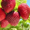 10 Sequoia Strawberry Bare Roots - Fragaria × ananassa - Sweet, Everbearing Variety - Image 1