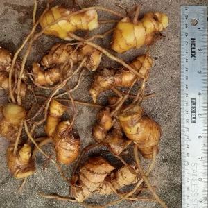 10 Shampoo Ginger Rhizomes (Zingiber zerumbet) - Awapuhi Kuahiwi Tropical Plant - Image 2