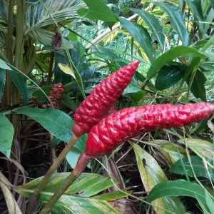 10 Shampoo Ginger Rhizomes (Zingiber zerumbet) - Awapuhi Kuahiwi Tropical Plant - Image 3