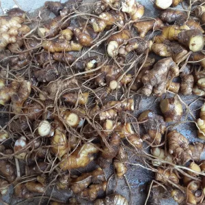 10 Shampoo Ginger Rhizomes (Zingiber zerumbet) - Awapuhi Kuahiwi Tropical Plant - Image 4