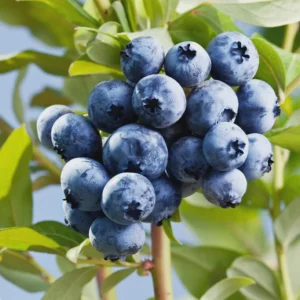 10 Sharpe Blue Blueberry Starter Plugs - Vaccinium corymbosum - Live Bare Root Plants - Image 6