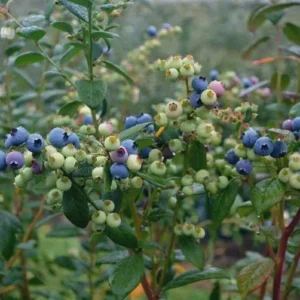 10 Sharpe Blue Blueberry Starter Plugs - Vaccinium corymbosum - Live Bare Root Plants - Image 7