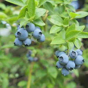 10 Sharpe Blue Blueberry Starter Plugs - Vaccinium corymbosum - Live Bare Root Plants - Image 8