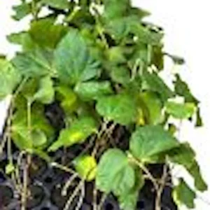 10 Sherbet Berry Starter Plants - Grewia Asiatica Live Fruit Plant, Edible - Image 2
