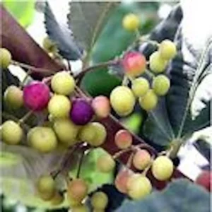 10 Sherbet Berry Starter Plants - Grewia Asiatica Live Fruit Plant, Edible - Image 1