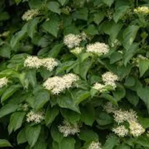 10 Silky Dogwood Tree Bare Root Live Plant, 12-24in Tall, Zones 5-8 - Image 2