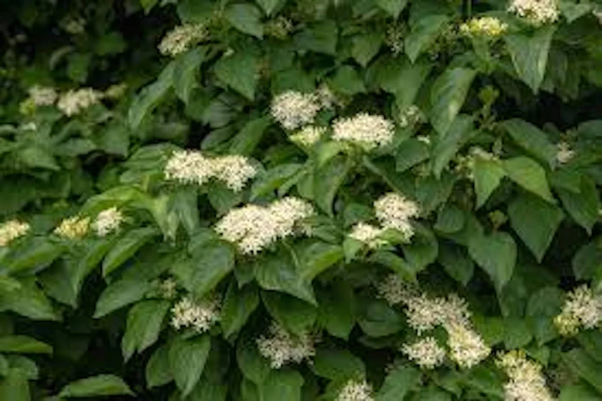 10 Silky Dogwood Tree Bare Root Live Plant, 12-24in Tall, Zones 5-8 - Image 2