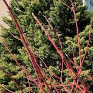 10 Silky Dogwood Tree Bare Root Live Plant, 12-24in Tall, Zones 5-8 - Image 3