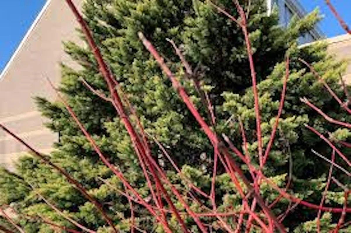 10 Silky Dogwood Tree Bare Root Live Plant, 12-24in Tall, Zones 5-8 - Image 3