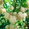 10 Snowbank White Blackberry Plant Starters - Rubus Perennial Fruit Bearing Bush - Image 1