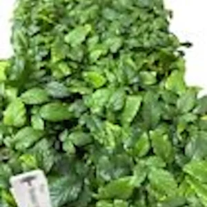 10 Snowbank White Blackberry Plant Starters - Rubus Perennial Fruit Bearing Bush - Image 2