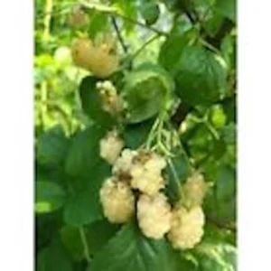 10 Snowbank White Blackberry Plant Starters - Rubus Perennial Fruit Bearing Bush - Image 5