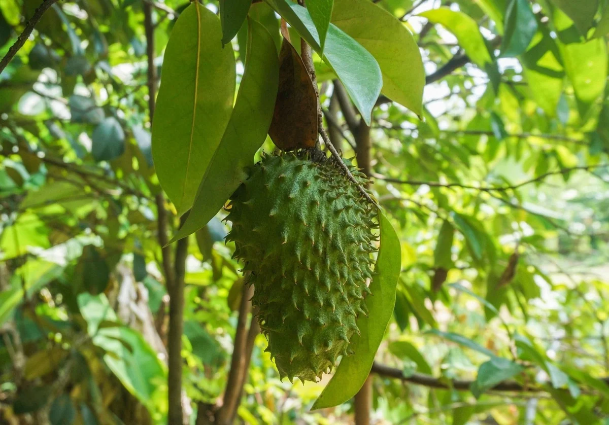 10 Soursop Fruit Seeds - Exotic Tropical Annona Muricata Tree Seeds - Image 2