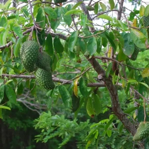 10 Soursop Fruit Seeds - Exotic Tropical Annona Muricata Tree Seeds - Image 3