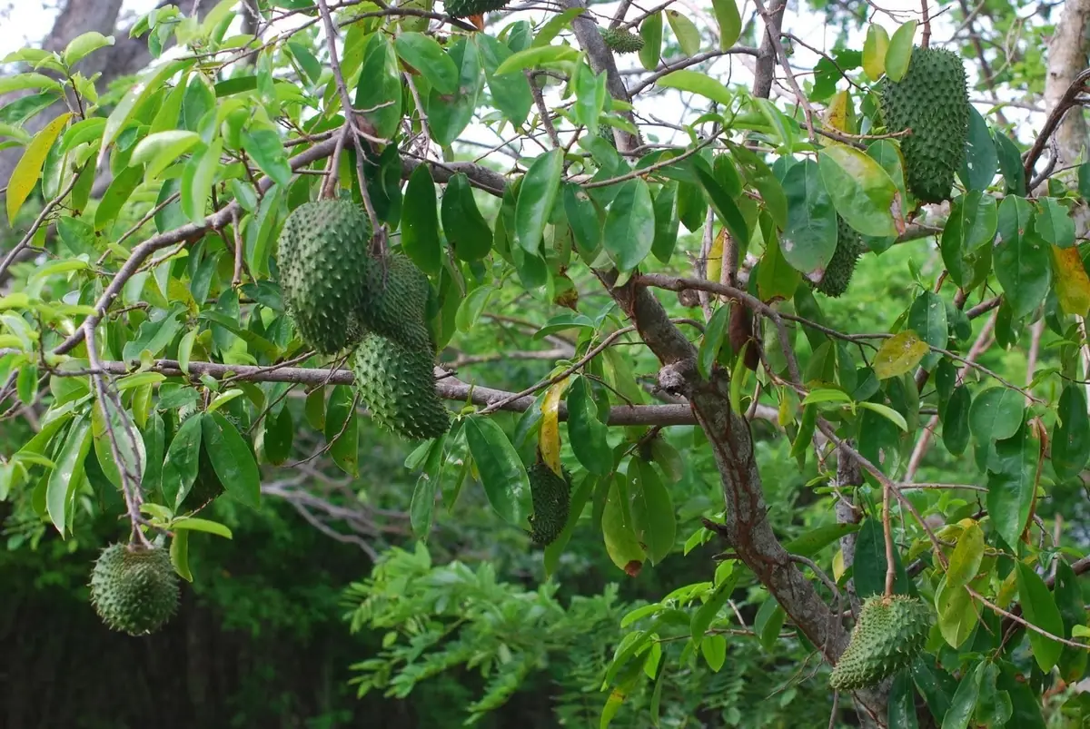10 Soursop Fruit Seeds - Exotic Tropical Annona Muricata Tree Seeds - Image 3