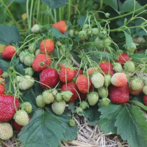 10 Sparkle Strawberry Bare Roots - Cold-Hardy Fragaria x ananassa - Image 1