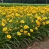 10 Stella De Oro Daylily Hemerocallis - Golden Yellow Perennial Bare Root Plants - Image 1