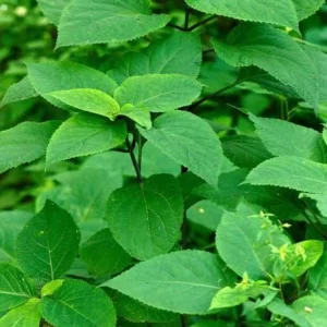 10 Stone Root Bare Root Plants - Collinsonia canadensis Organic Wildflower Transplant - Image 3