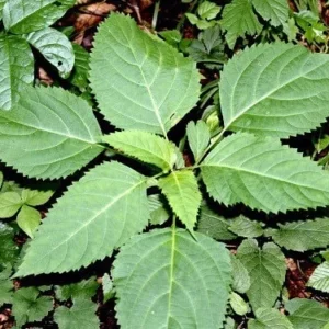 10 Stone Root Bare Root Plants - Collinsonia canadensis Organic Wildflower Transplant - Image 4