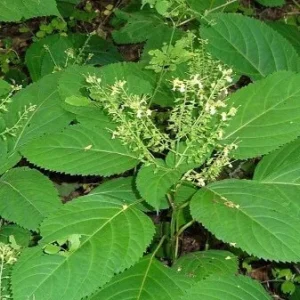 10 Stone Root Bare Root Plants - Collinsonia canadensis Organic Wildflower Transplant - Image 9