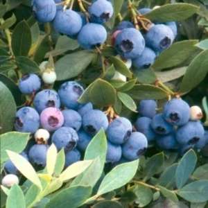 10 Sunshine Blue Blueberry Starter Plugs - Vaccinium corymbosum - Semi-Evergreen Shrub - Image 2