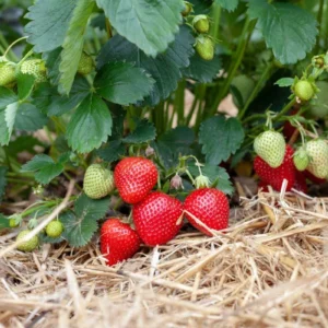 10 Surecrop Strawberry Bare Roots - Fragaria - Hardy June-Bearing Plants - Image 2
