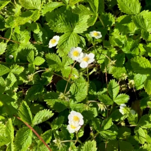 10 Surecrop Strawberry Bare Roots - Fragaria - Hardy June-Bearing Plants - Image 3