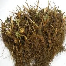 10 Sweet Charlie Strawberry Plants – June Bearing Bare Root Strawberries - Image 3