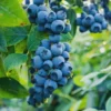 10 Sweet Crisp Blueberry Starter Plug Plants - Vaccinium corymbosum - Image 1