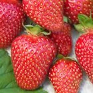 10 Tennessee Beauty Strawberry Plant - Junebearing Perennial Fruit Live Plant - Image 1