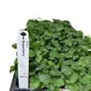 10 Thornless Boysenberry Live Plant – Starter Fruit Bush – Perennial – Outdoor - Image 3