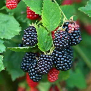 10 Thornless Galaxy Blackberry Starter Plugs - Rubus 'Galaxy' Live Plants - Image 5