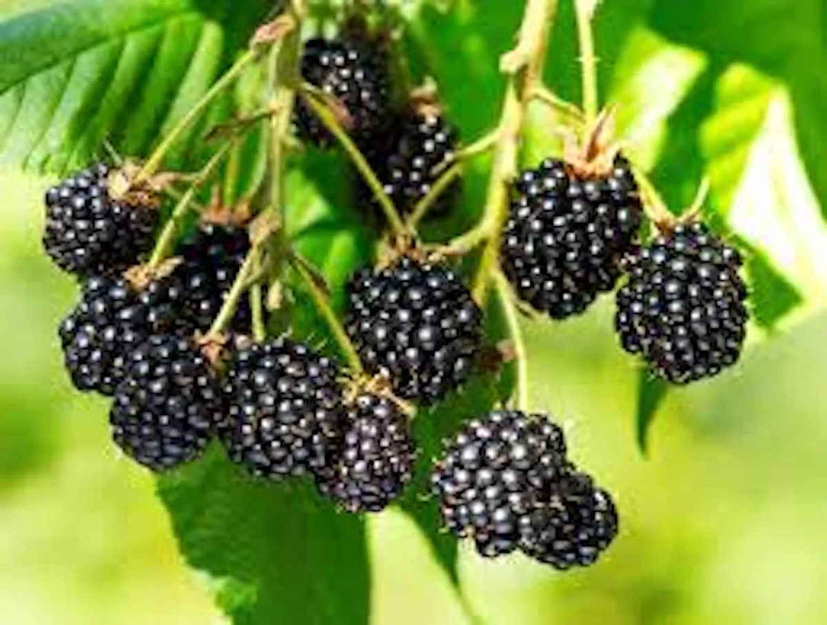 10 Triple Crown Thornless Blackberry Bare Root Plant – Fruit Bush - Image 2