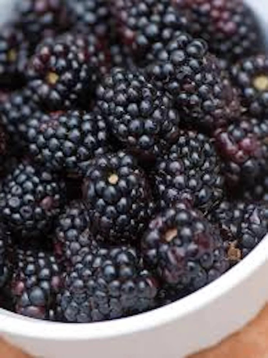 10 Triple Crown Thornless Blackberry Bare Root Plant – Fruit Bush - Image 3