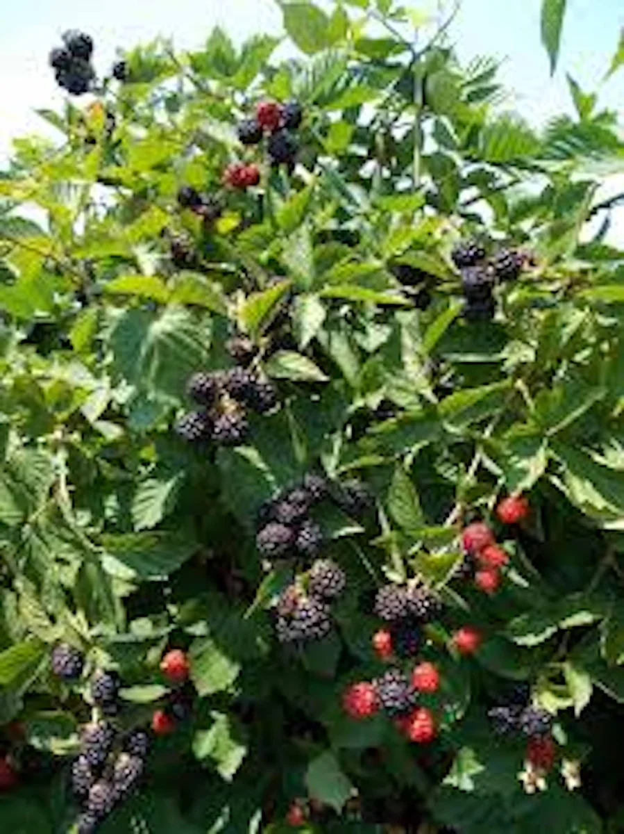 10 Triple Crown Thornless Blackberry Bare Root Plant – Fruit Bush - Image 4