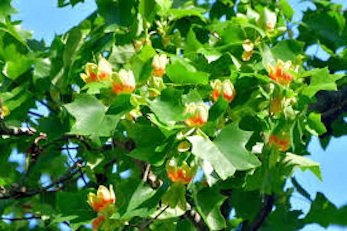 10 Tulip Poplar Tree 12-24 inch Bare Root Live Plants - Fast Growing Shade Tree - Image 2