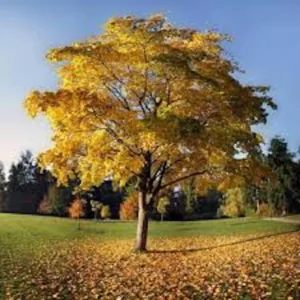 10 Tulip Poplar Tree 12-24 inch Bare Root Live Plants - Fast Growing Shade Tree - Image 3