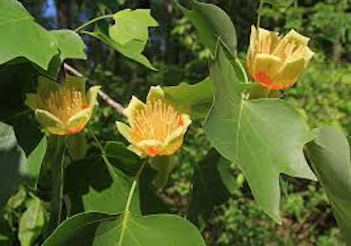 10 Tulip Poplar Tree 12-24 inch Bare Root Live Plants - Fast Growing Shade Tree - Image 4