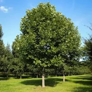 10 Tulip Poplar Tree 12-24 inch Bare Root Live Plants - Fast Growing Shade Tree - Image 5